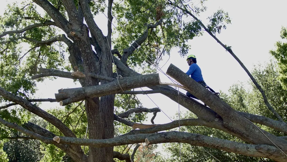 Professional Hazardous Tree Removal performed by certified arborists in Regent
