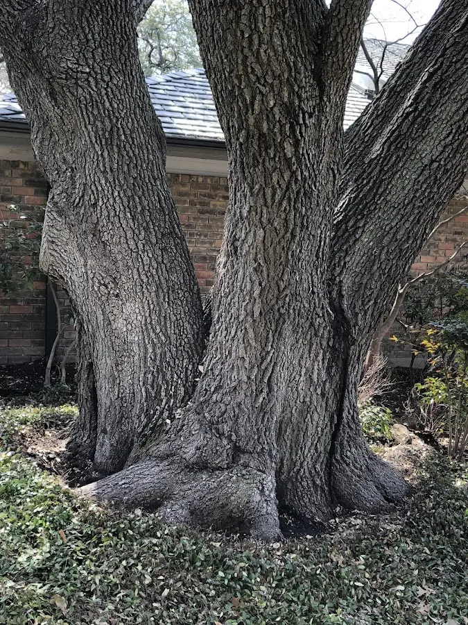 Mature heritage tree close to a Regent property cared for by certified arborists