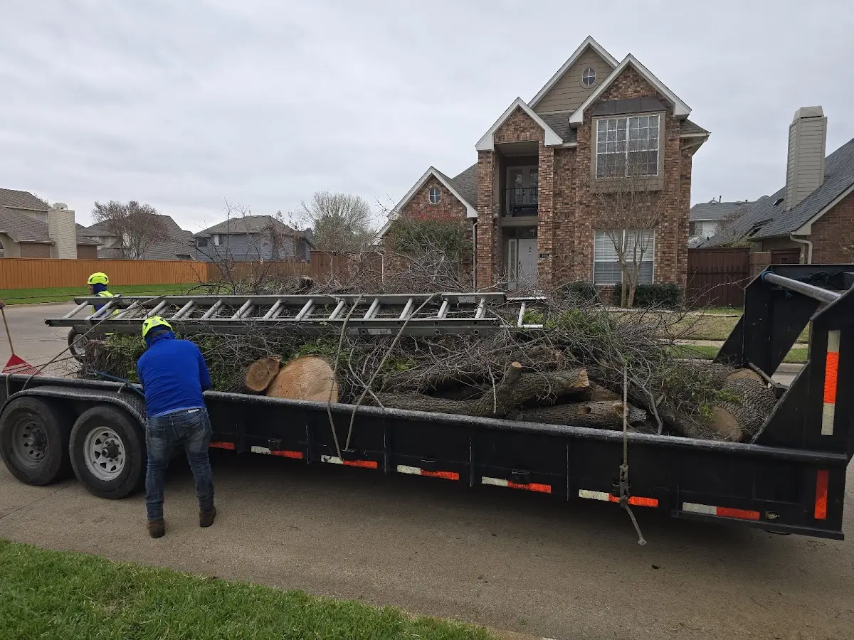 Expert Tree Removal with proper safety equipment in Regent